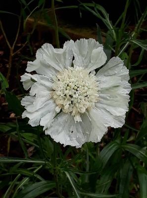 Scabiosa &#039;Perfecta White&#039;