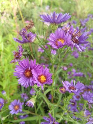 Aster &#039;Lady in Blue&#039;