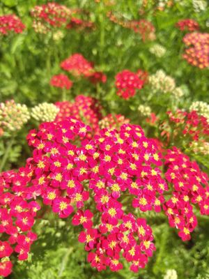 Achillea &#039;Fanal&#039;