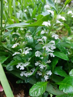 Ajuga &#039;Alba&#039;