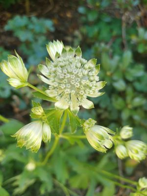 Astrantia major - Assorted