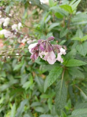 Salvia &#039;Waverly&#039;