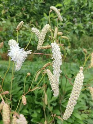 Sanguisorba &#039;Alba&#039;