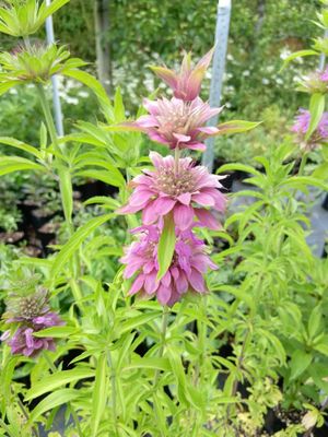 Monarda &#039;Lemon Mint&#039;
