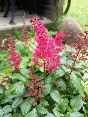 Astilbe &#039;Fanal&#039;