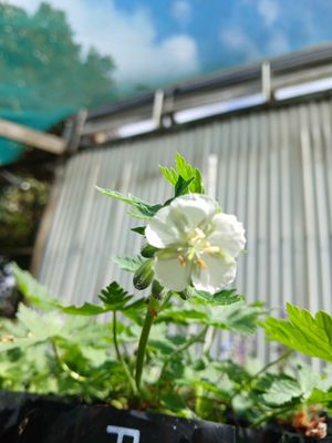 Geranium phaeum 'Album'