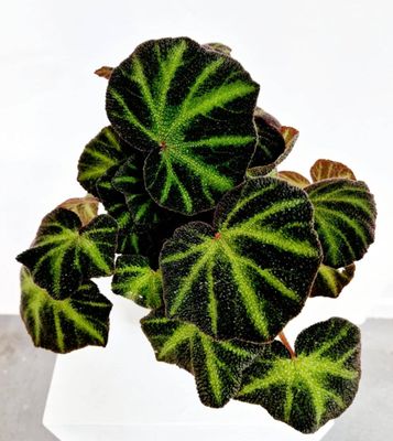 Begonia Lizard Leg / Begonia soli-mutata