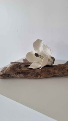 White Magnolia | Trish Seddon