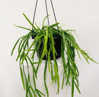 Mistletoe Cactus / Hanging Basket