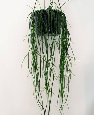 Spaghetti Cactus / Hanging Basket