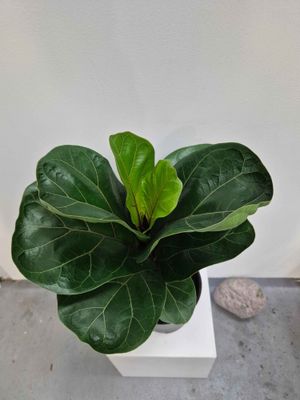 Fiddle  Leaf Fig &quot;Bambino&quot;