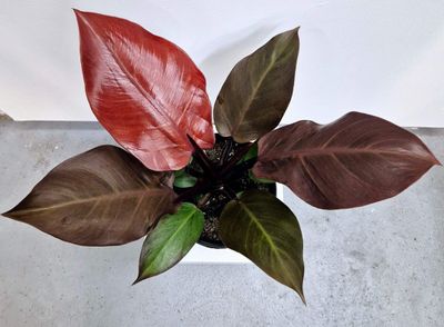 Philodendron &#039;McColley&#039;s Final&#039;