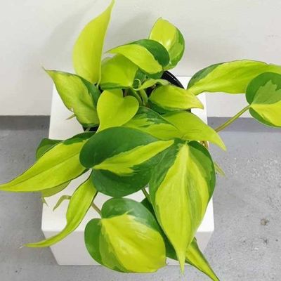 Philodendron Brasil / Foliage