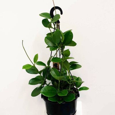 Hoya australis / Hanging Basket