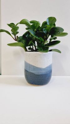 Coastal Plant Pot | Martin Hill