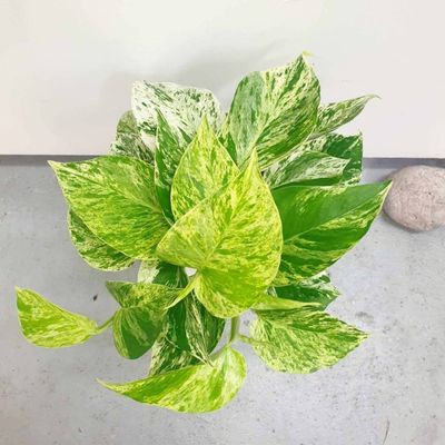 Marble Queen / Foliage