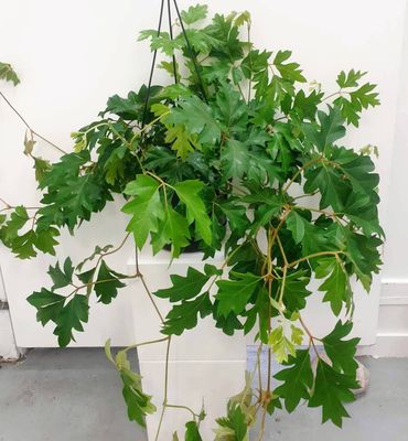 Grape Ivy / Hanging Basket