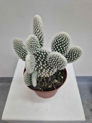 Opuntia &#039;Bunny Ears&#039;