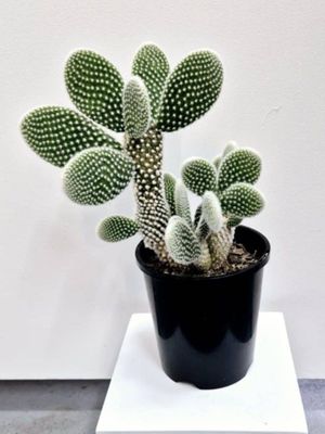 Opuntia &#039;Bunny Ears&#039; - Large  (Pick up only)