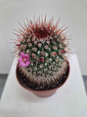 Spiny Pincushion Cactus | Cacti