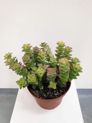 Variegated String of Buttons