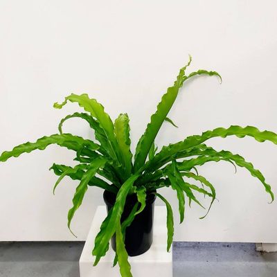 Birds - Nest Fern