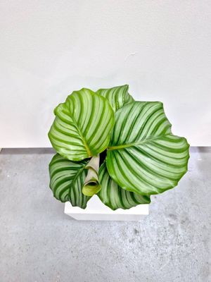 Large Leaf Prayer Plant / Goeppertia orbifolia