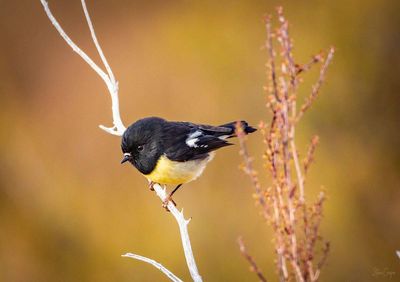 Alpine Tomtit | A3 | Steve Couper