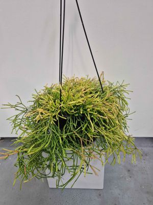 Old Man&#039;s Beard Rhipsalis / Hanging Basket