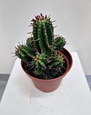 Pincushion Euphorbia