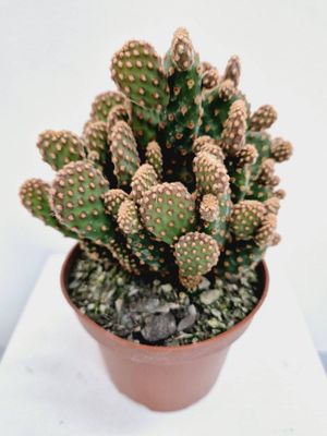 Cinnamon Cactus