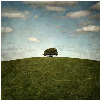 Lone Tree | Kaye Davis