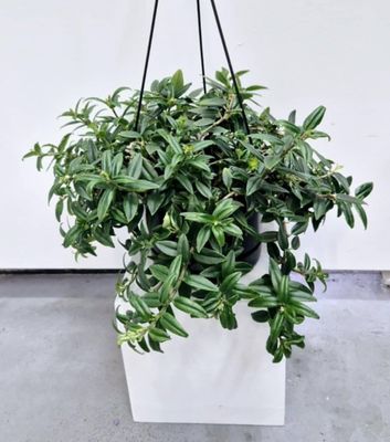 Flying Goldfish Plant / Hanging Basket