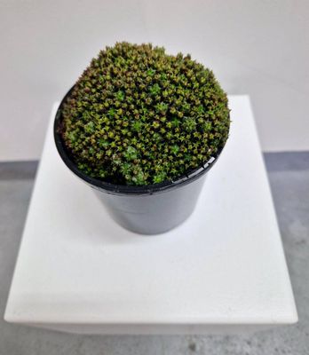 Euphorbia mammillaris cv. minima  / Succulent