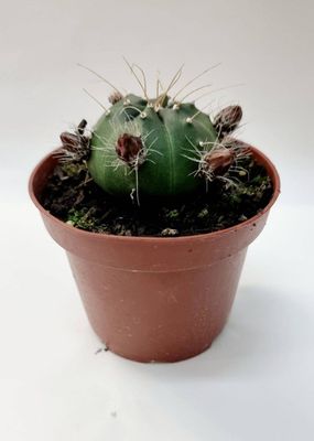 Echinocereus knippelanius