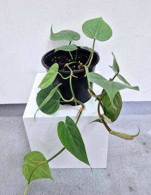 Heartleaf Philodendron / Philodendron scandens