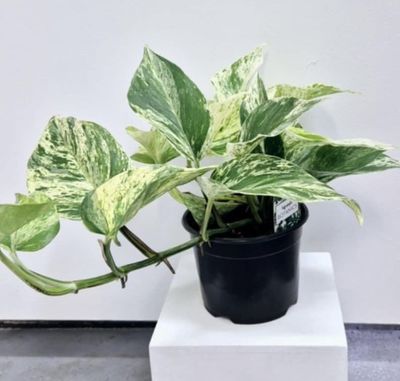 Heartleaf Philodendron / Philodendron scandens