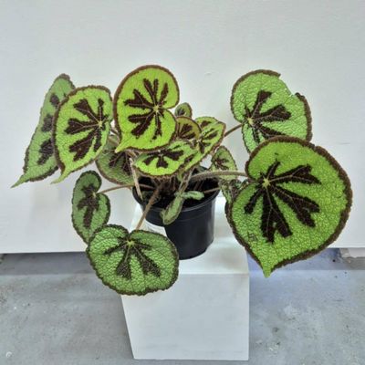 Begonia Mountain / Begonia masoniana