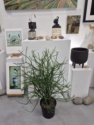 Fire Stick Plant / Euphorbia tirucalli