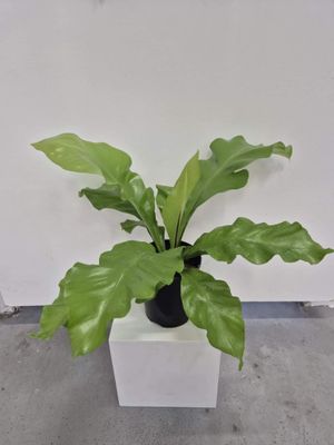 Birds-nest fern / Asplenium nidus