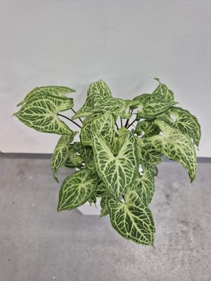 Batik / Syngonium podophyllum
