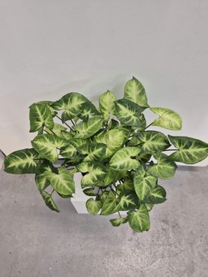 Pixie / Syngonium podophyllum
