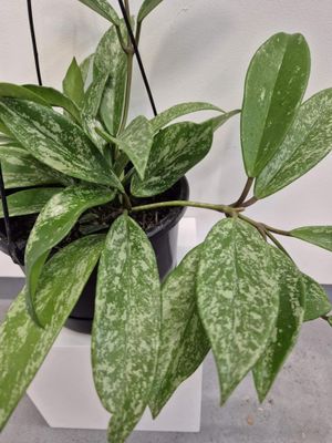 Hoya &#039;Freckles&#039; / Hoya pubicalyx