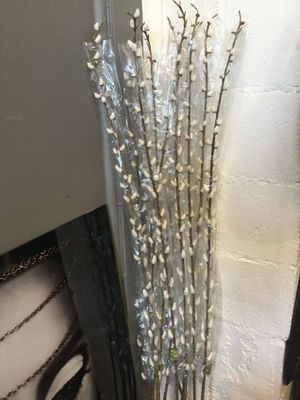 Pussy Willow 160cm