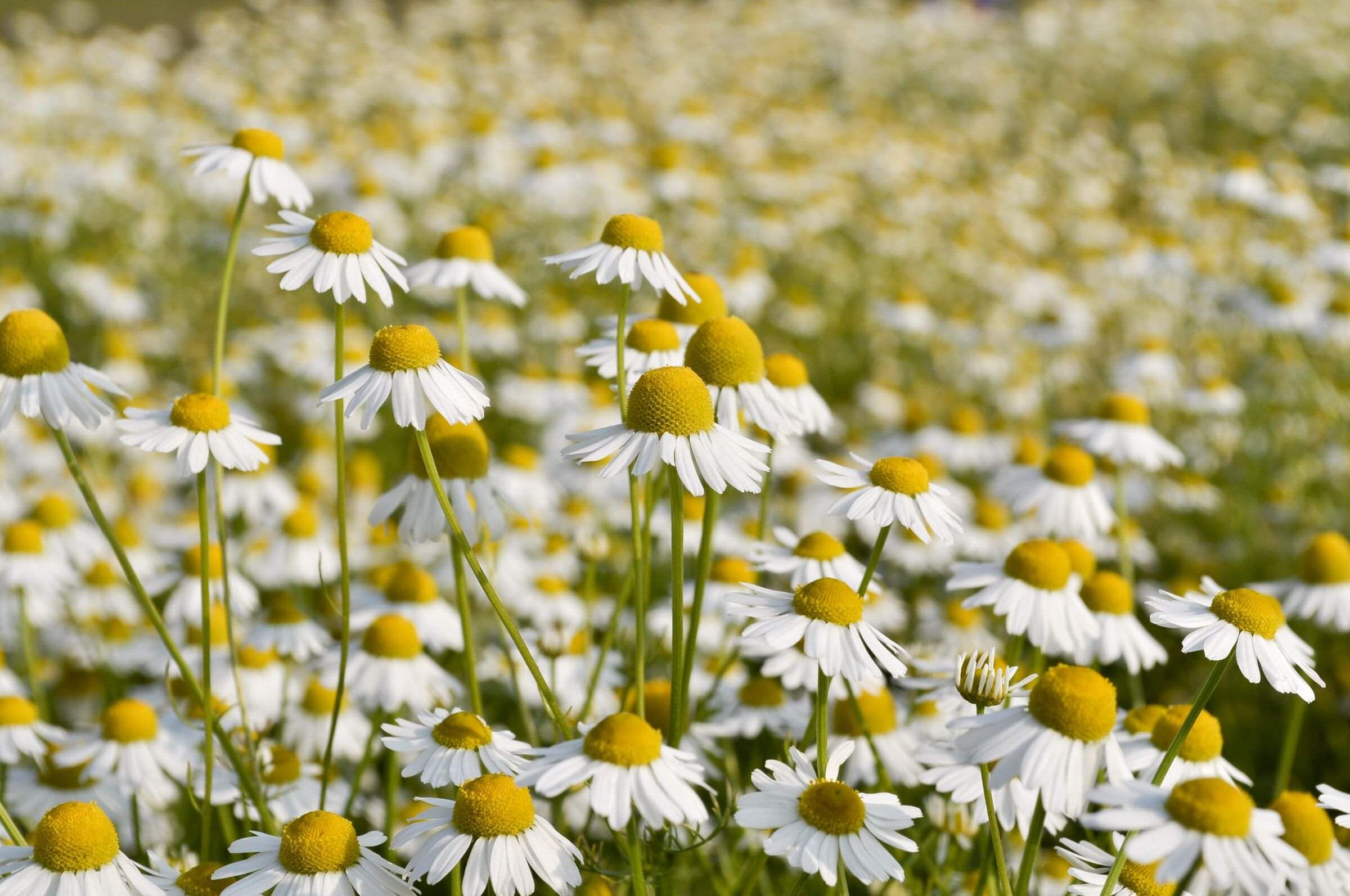Chamomile | Naturally Herbal NZ