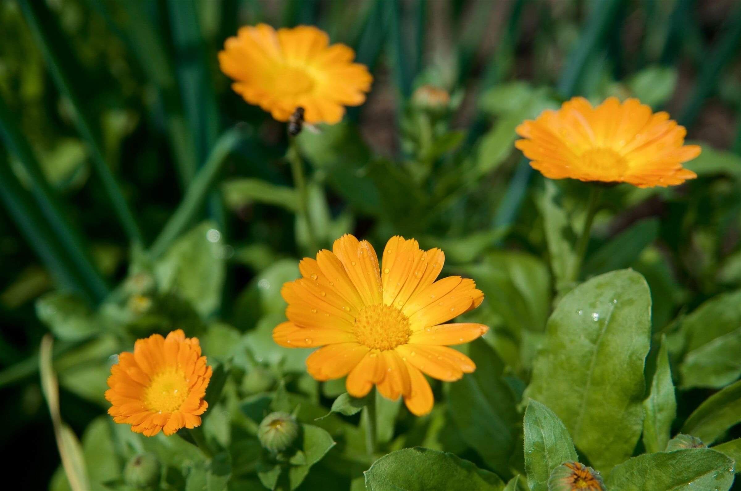 Calendula | Naturally Herbal