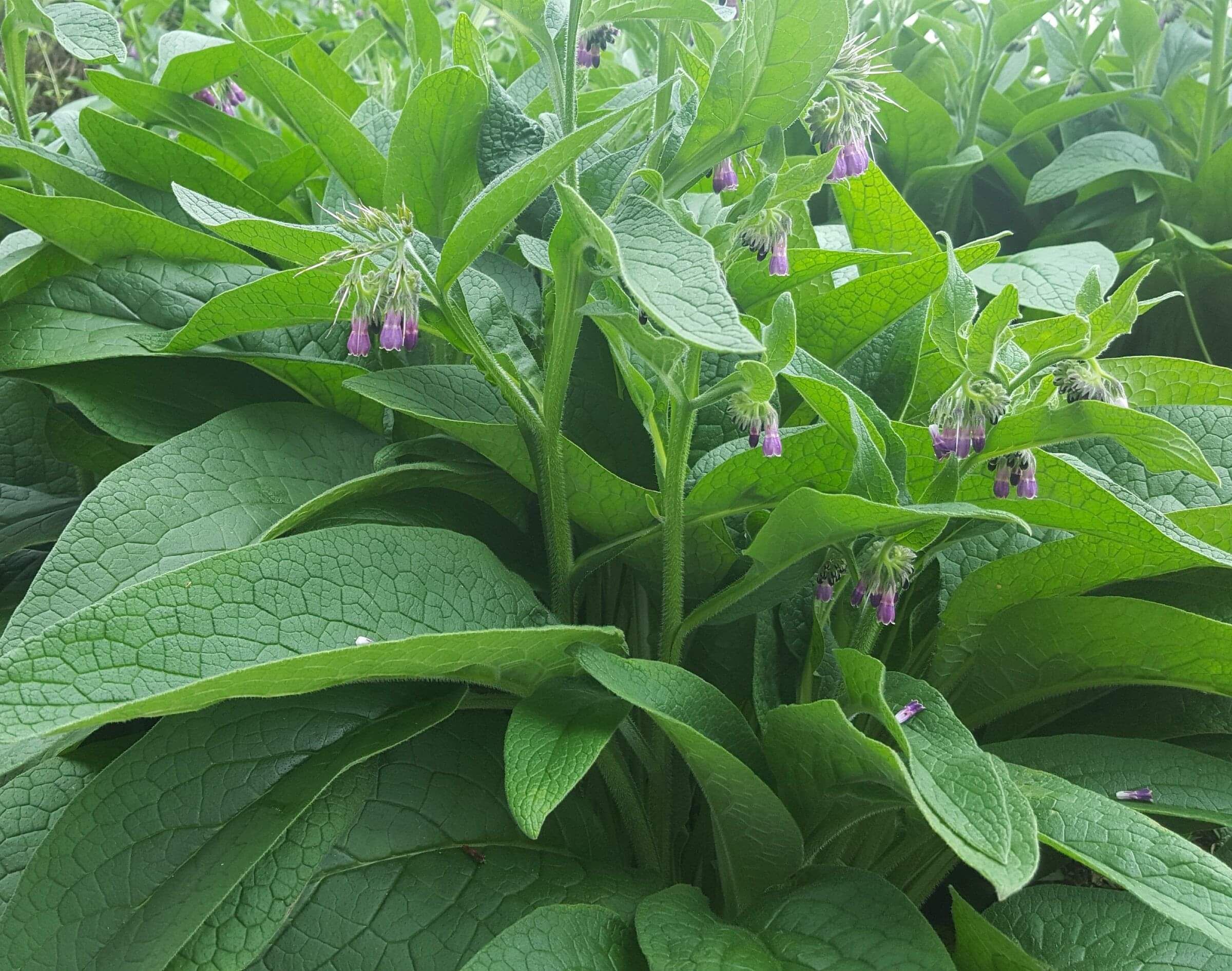 Comfrey | Naturally Herbal