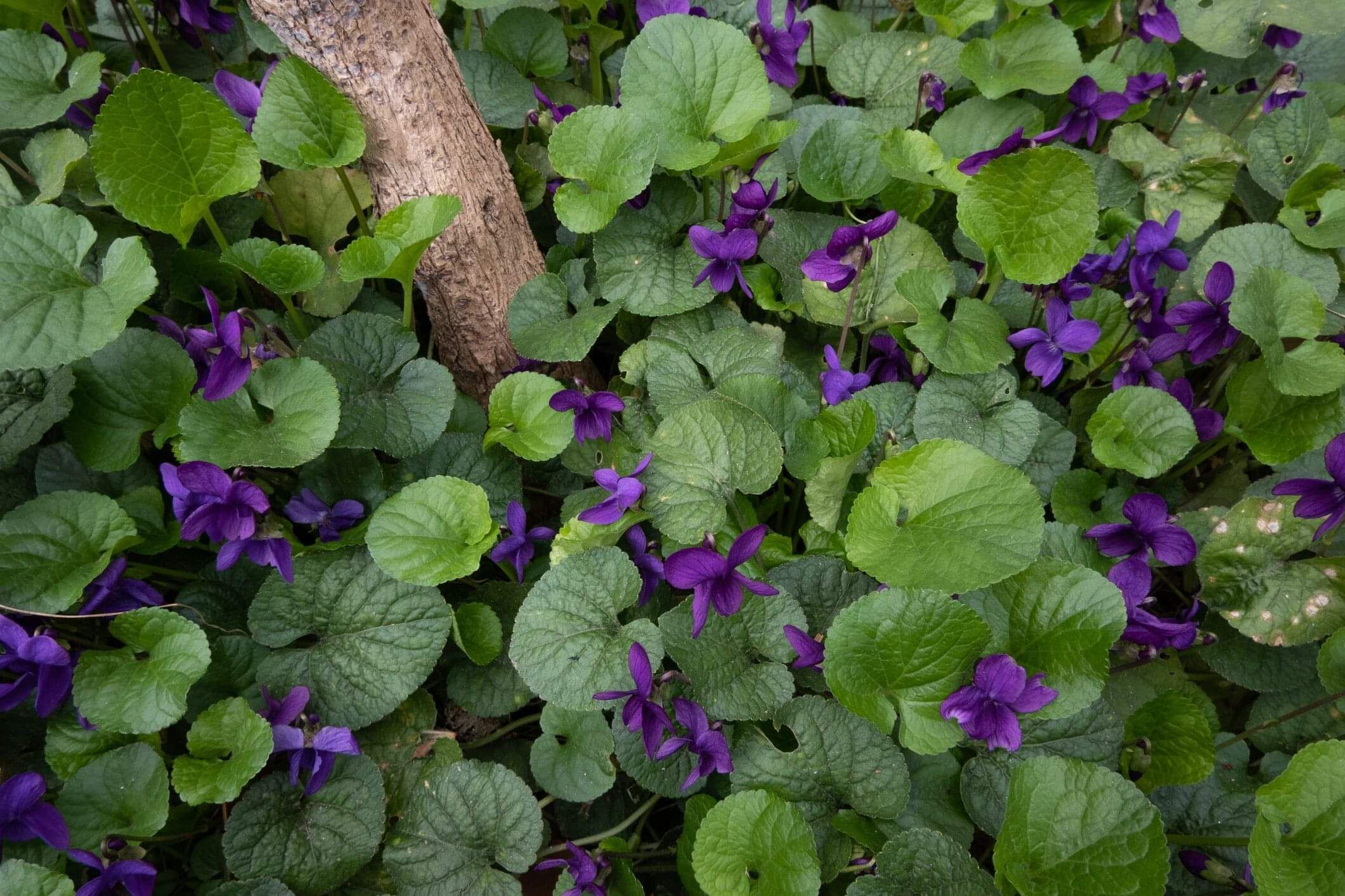 Violet | Naturally Herbal