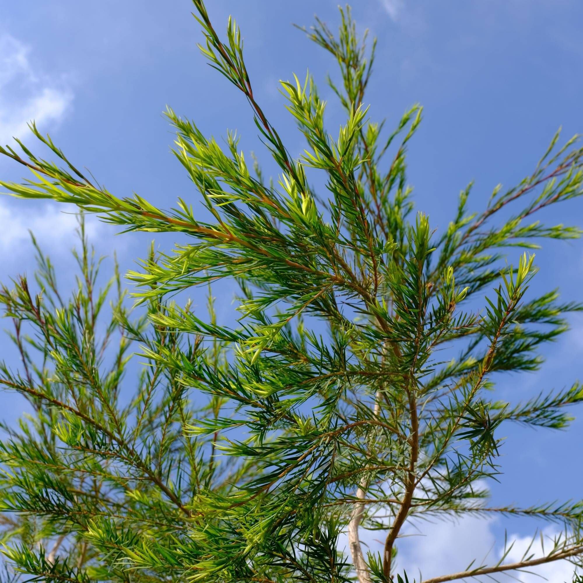 Tea Tree | Naturally Herbal