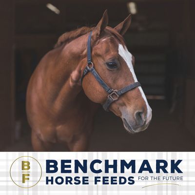 Benchmark Horse Feeds